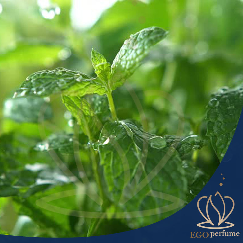 نت‌های گیاهان سبز عطر: راز طبیعت در دنیای رایحه‌ها. باریدن باران بر روی گیاهان!