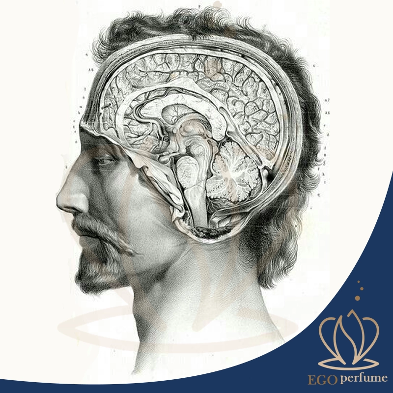 عطرهایی که خشونت را افزایش میدهند: تأثیر رایحه‌ها بر رفتار انسان. هر رایحه داستان خودش را دارد