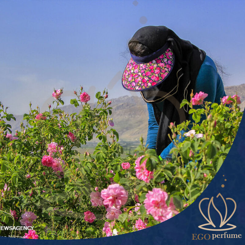 برند عطرسازی زرجوف: هنر آفرینش رایحه‌های ماندگار. گل‌های معطر