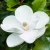 گل مگنولیا بایردو موجاو گوست