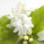 یاسمین عطر گل نسترن