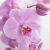 گل ارکیده عطر اری آریانا گراند