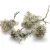 خزه-درخت-بلوط copy