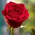 گل-رز copy