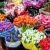 گل های وید دریمز