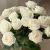 گل-های-سفید copy