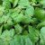نعنا هندی عطر دیلان بلو ورساچه