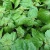 نعنا هندی سوسپیرو اوپرا