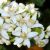 شکوفه پرتقال عطر بلک اوپیوم ایلیسیت گرین