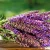 مریم گلی عطر ادکلن تام فورد لاوندر پالم
