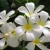 گل یاس د ویدینگ ولوت سانتال 35 کایالی